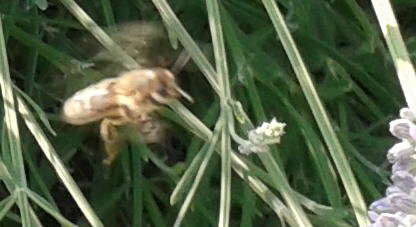 Biene im Landeanflug auf Lavendel