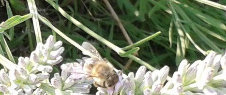 Bienenlandung auf Lavendelblüte