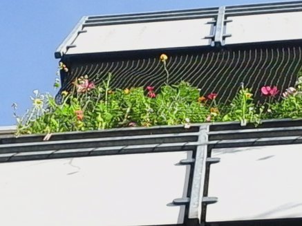 Bienenweide auf Balkon